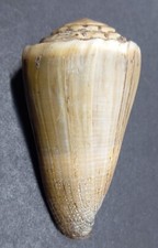 Conus (Lividoconus) lividus