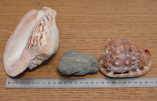 collection LOT COQUILLAGE de