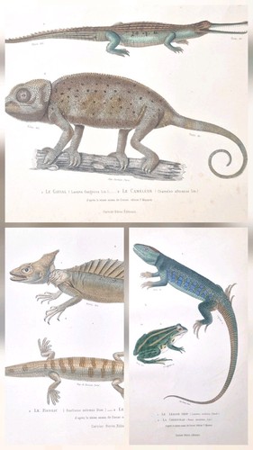 Gravures ancienne originale - ,
