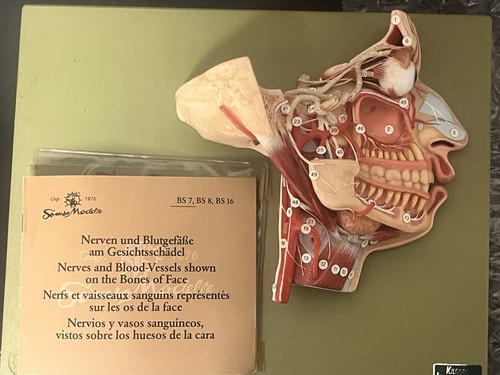 Somso anatomy model - anatomy, bs-7