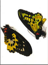 Ornithoptera Rotschildi pair