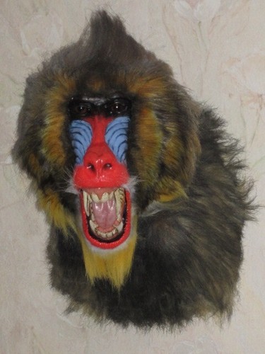 Taxidermie statue réplique - taxidermie,