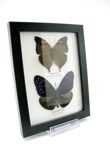 Vrais beaux papillons - 2,