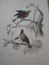 Gravure 19ème - Pigeon Romain