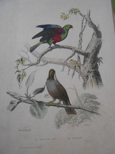 Gravure 19ème pigeon - gravure,