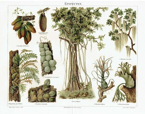 épiphytes fougères ficus - Épiphytes,