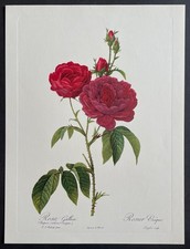 Botanique Rosier Evêque par