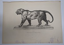 Gravure : LIONNE. D'après le bronze de BARYE. XIXème