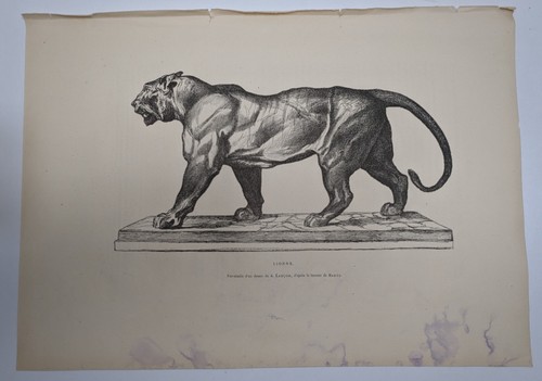 Gravure lionne d après le - d'après,