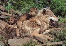 Puzzle Piccolia - Loup - 48