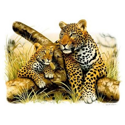 Leopard and cub - leopard, you