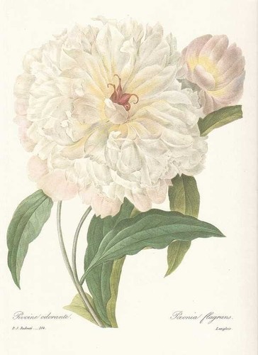 Pivoine paeonia flagrans - pivoine,