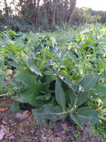 Consoude officinale - consoude,