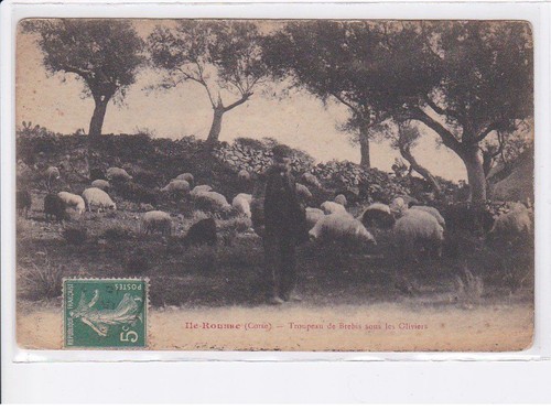 Ile rousse troupeau brebis - ile-rousse:,