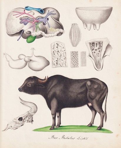 Anatomie buffles aquarelle - anatomie,