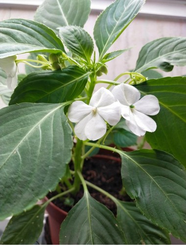 Impatiens goutte sang - goutte, de