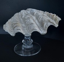 COQUILLAGE SOCLÉ. BENITIER. CABINET DE CURIOSITÉS.