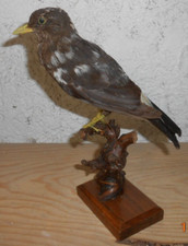 Ancienne Taxidermie Oiseau  merle  Naturalisé taxidermie