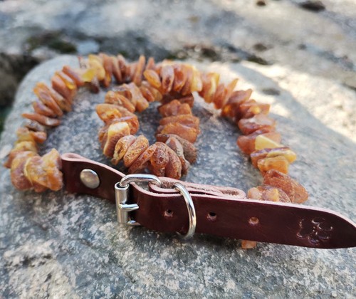 Collier pour chiens - , ambre