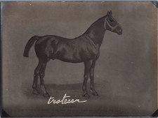Cheval, Presbourg, Trotteur, vintage silver print, ca.1910 Vintage silver print