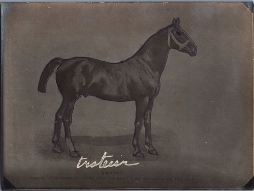Cheval presbourg trotteur - presbourg,,