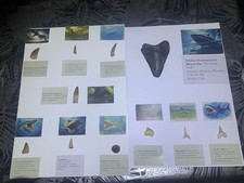 Collection dents - collection, de