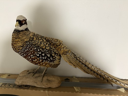 Vintage reeves pheasant - vintage,