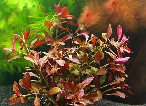 Rare ludwigia repens rubin - ,