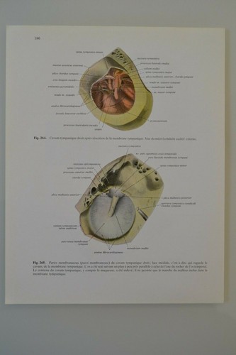 Planche anatomie humaine - planche, d'anatomie