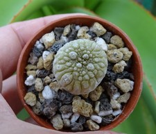 PSEUDOLITHOS MIGIURTINUS