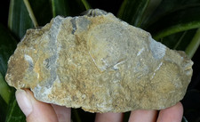 Coquillages fossiles sur