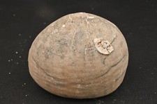 Oursin fossile Echinocorys Scutata  Campien Hanovre Allemagne 627g