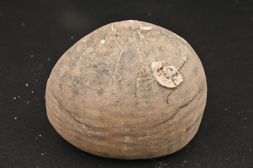 Oursin fossile echinocorys - oursin,