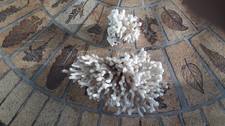 2 Corail Véritable pour