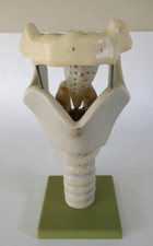 Somso Cartilages of the Larynx