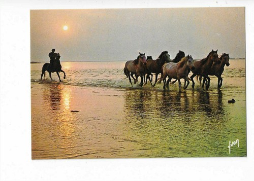 Cheval chevaux camargue - chevaux, de