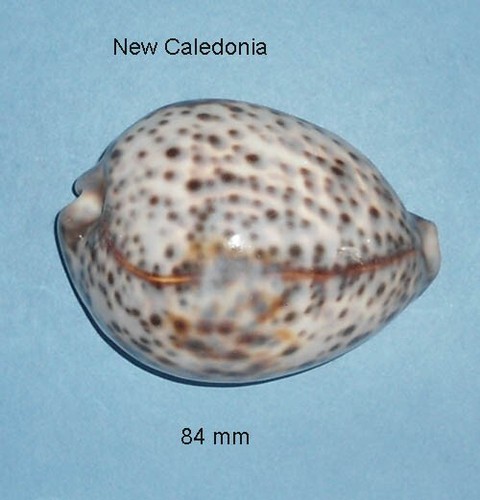 Cypraea tigris new - tigris,