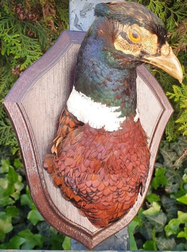 Taxidermie naturalisé - /, /