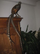 TAXIDERMIE FAISAN VENERE LOT 1