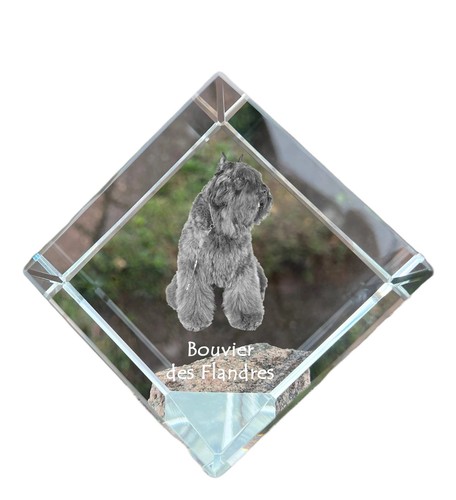 Flandrischer treibhund - flandrischer,