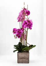 Orchidée Phalaenopsis