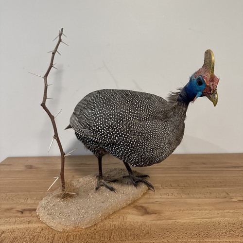 Helmeted guinea fowl taxidermy - fowl,
