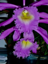 Cattleya.´ Rose Poilue´ New