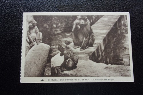 Algeri carte postale blida - carte,