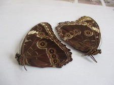 Entomologie Morphinae Morpho