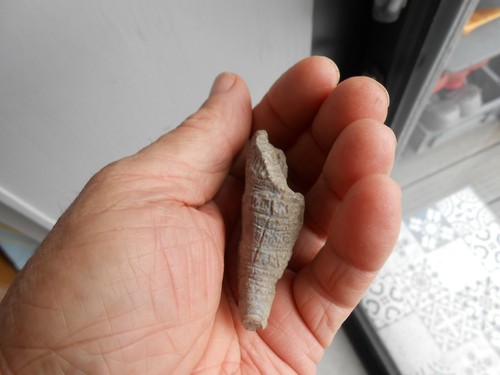 Petit fossile coque coquillage - coque,