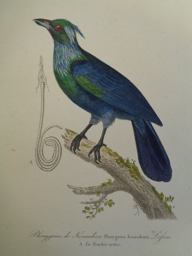 Gravure ancienne oiseaux - gravure,
