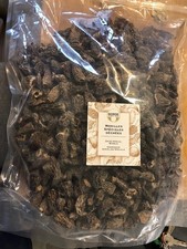 morilles speciales (sans