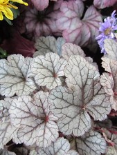 ♫ HEUCHERE 'Petites Feuilles Métal' ♫ Graines ♫ Plte Mellifère Ornement Vivace ♫