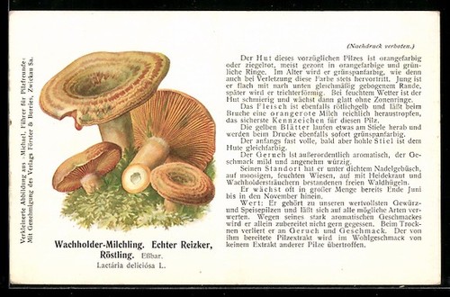 Carte postale champignon